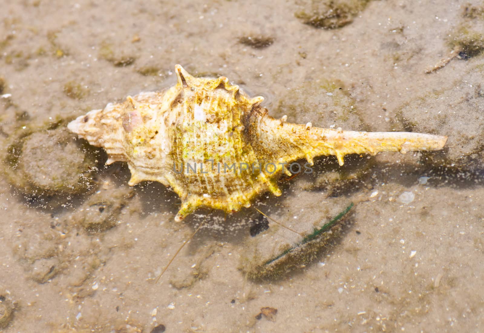 Hermit crab in its conch on the sand 