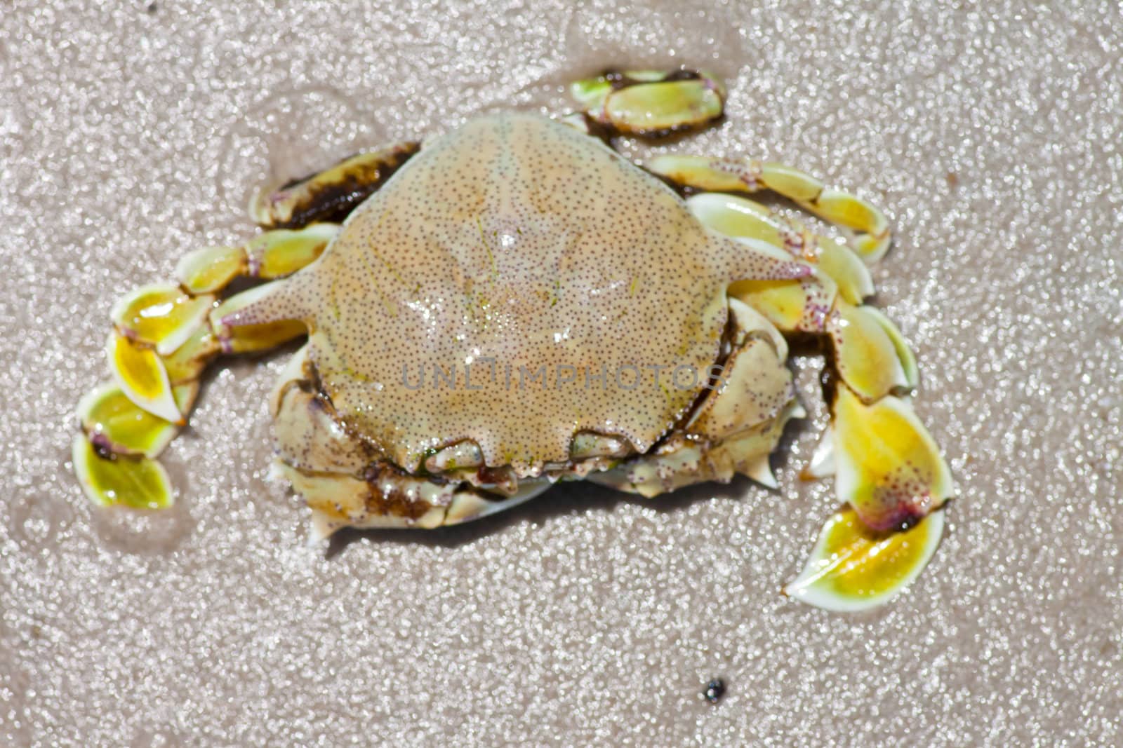 crab on the sand