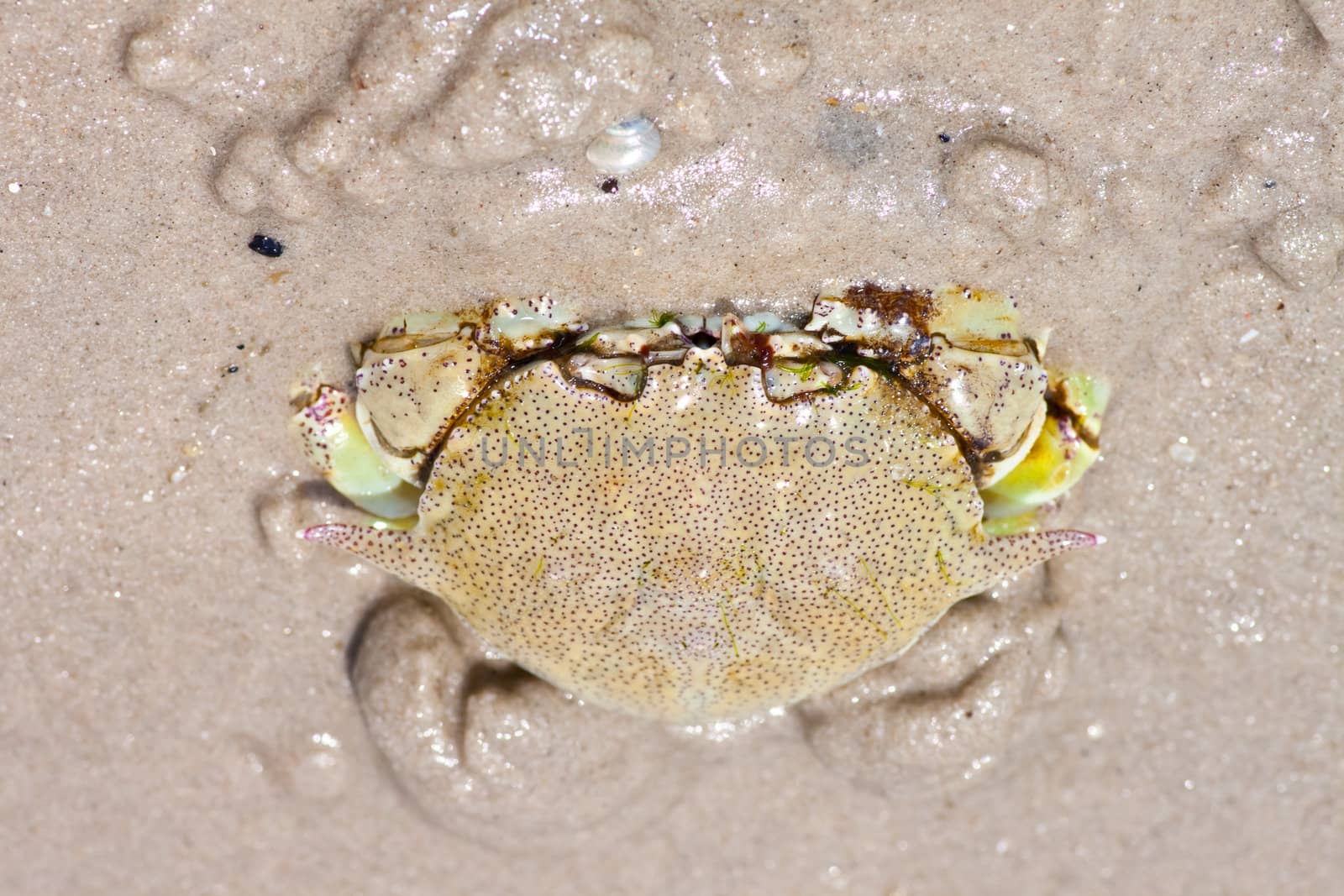 Hermit crab in its conch on the sand 