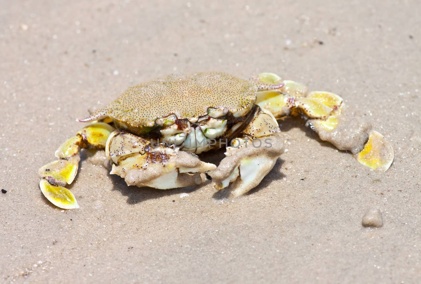 crab on the sand