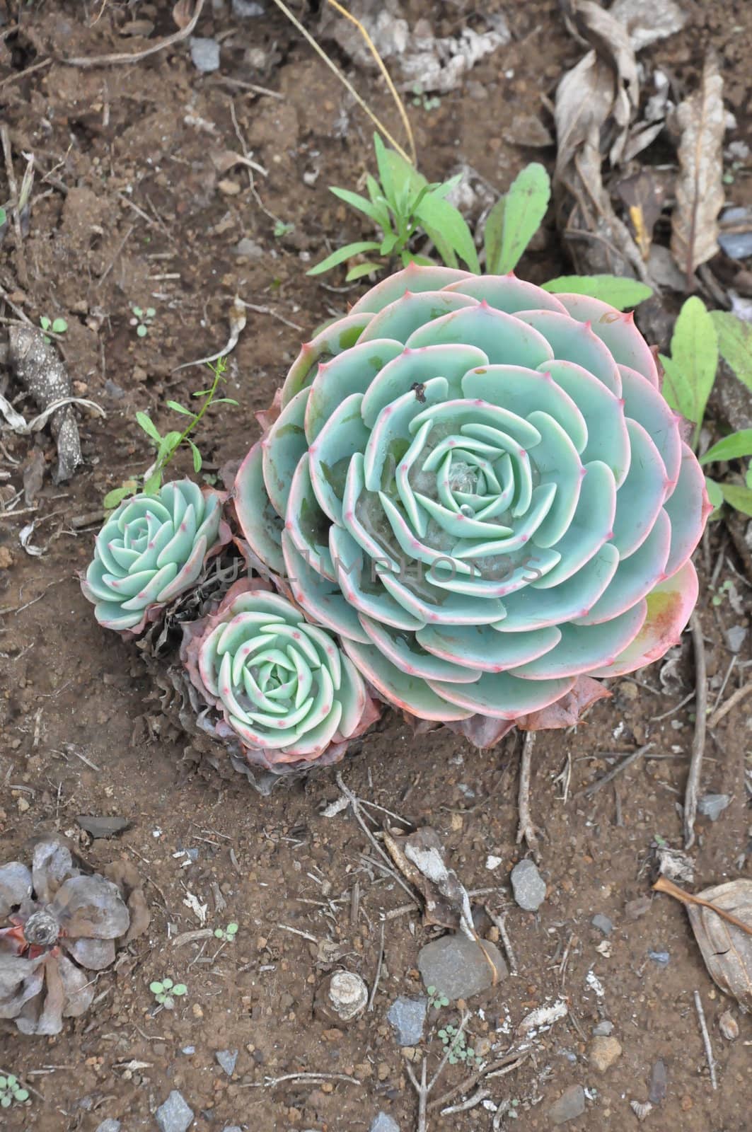 Hens and Chicks or House leek Succulent Plant