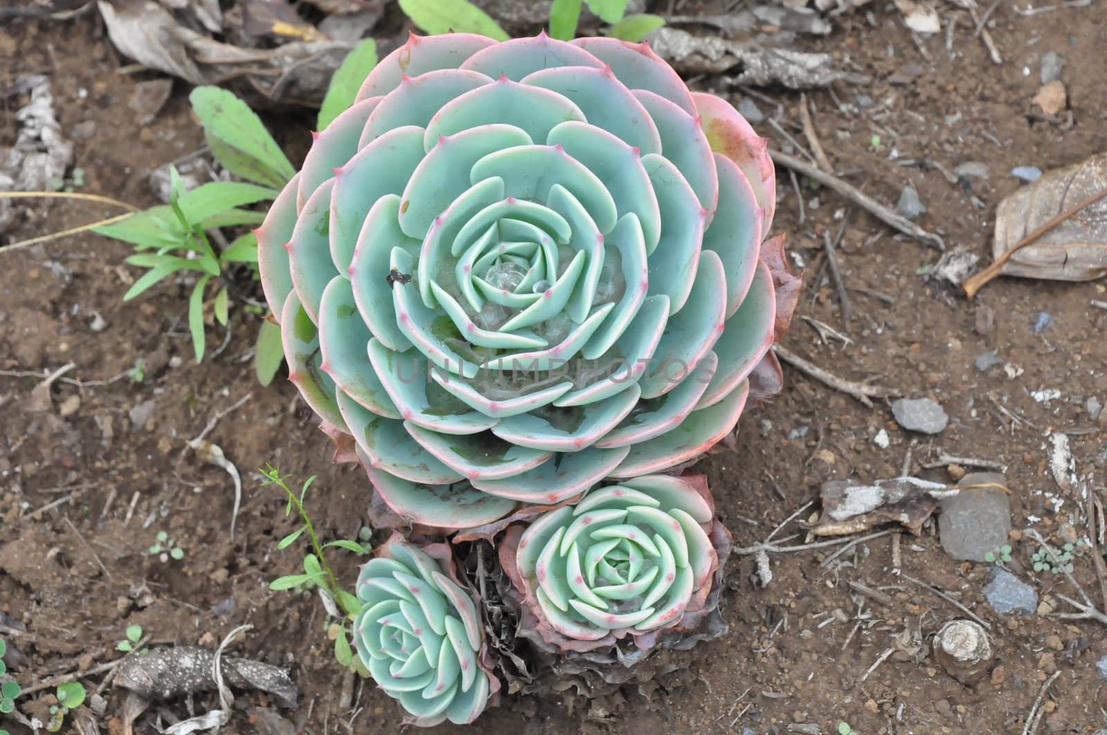 Hens and Chicks or House leek Succulent Plant