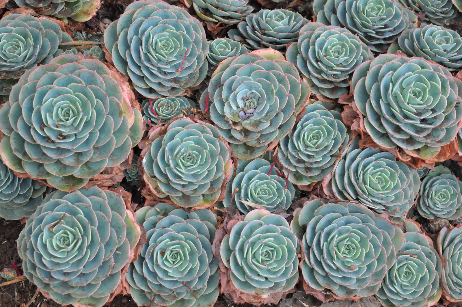 Hens and Chicks or House leek Succulent Plant