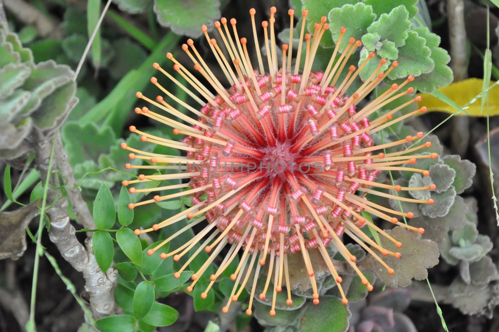 Beautiful Pincushion Flower