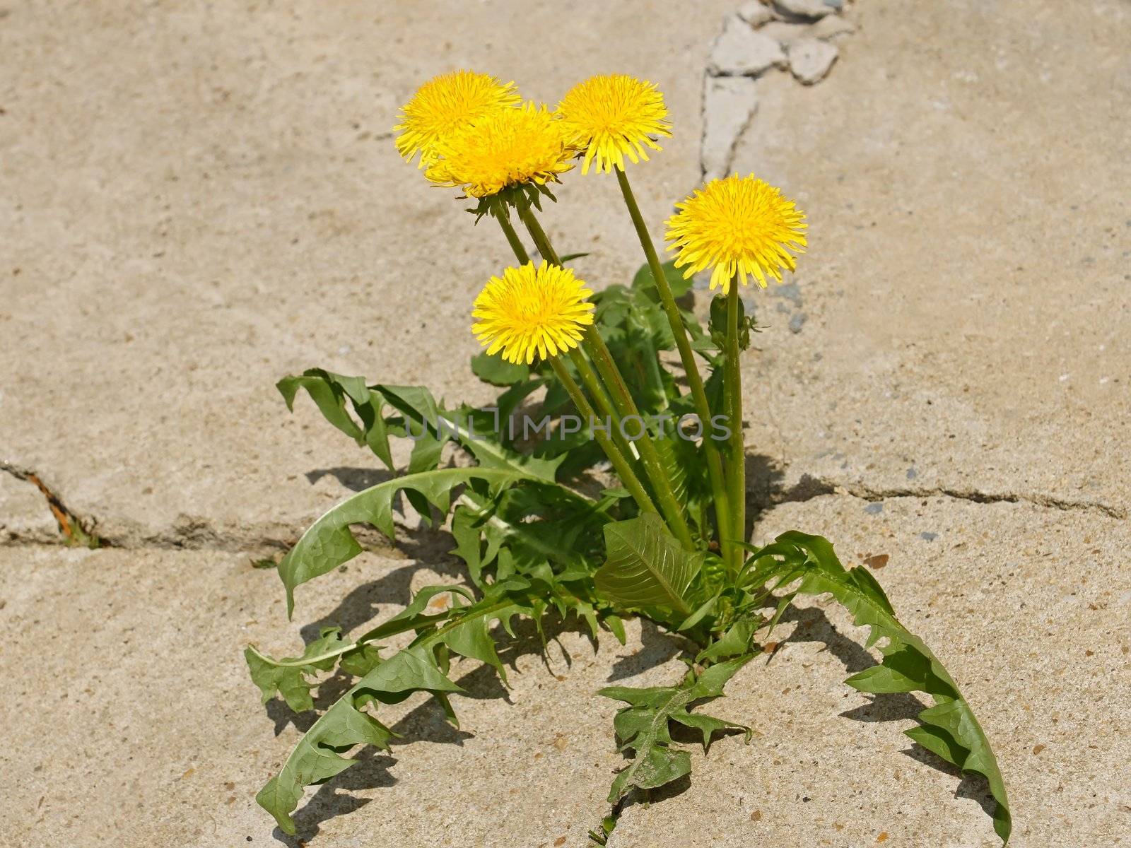 First spring dandelion flowers by qiiip