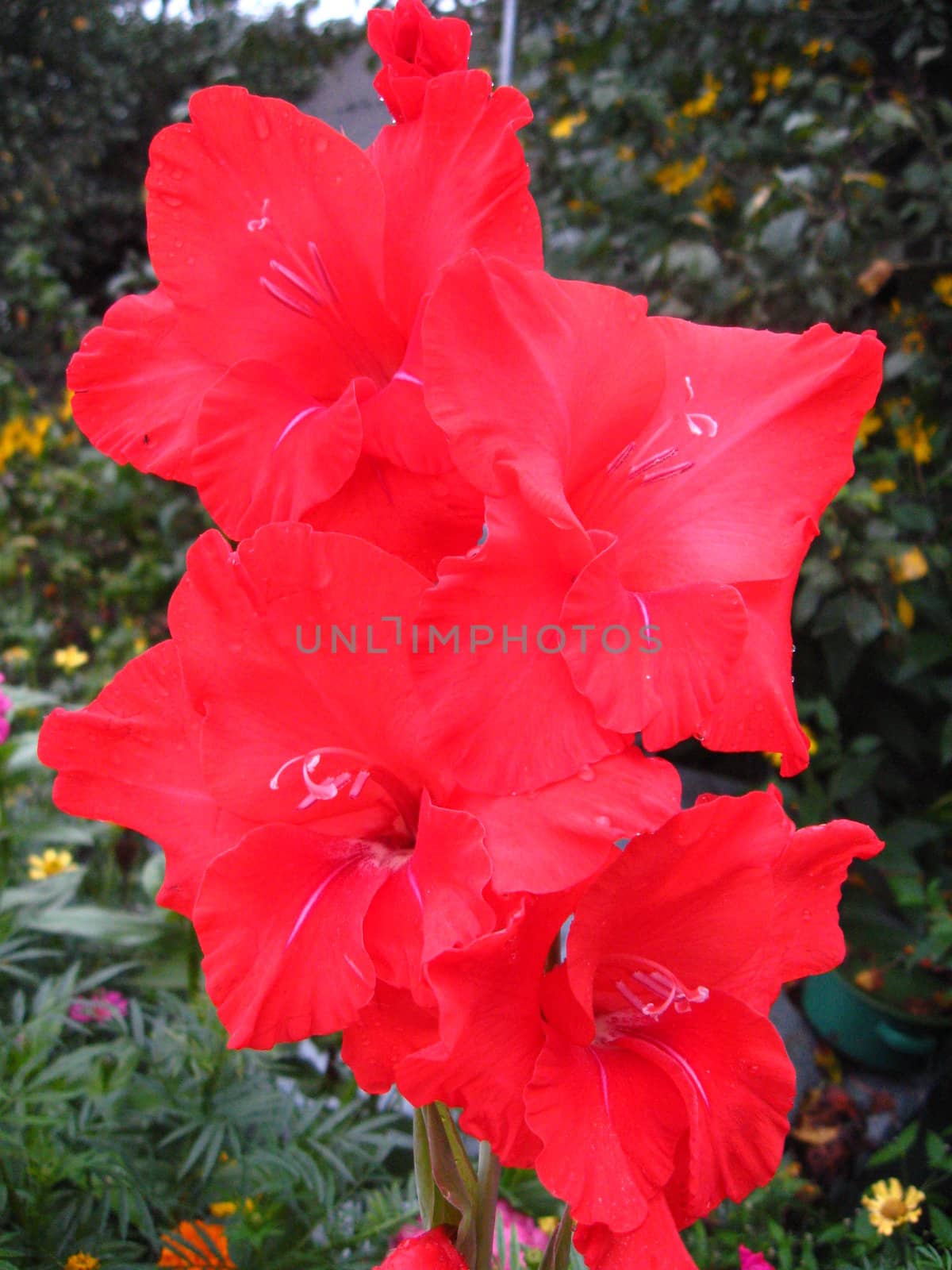 beautiful and bright flower of red gladiolus