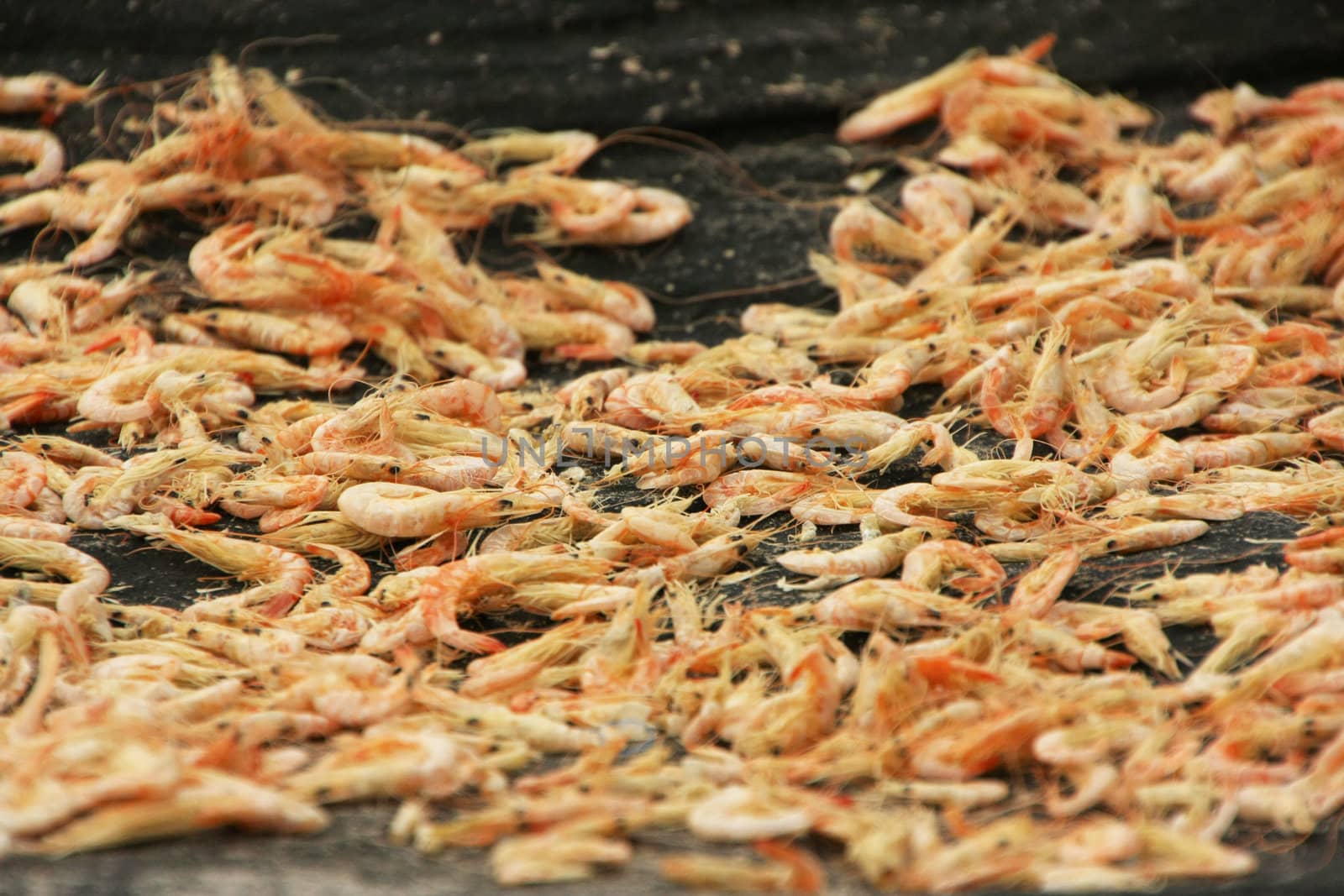 Table with dried shrimp in local village, Ream National Park, Cambodia, Southeast Asia