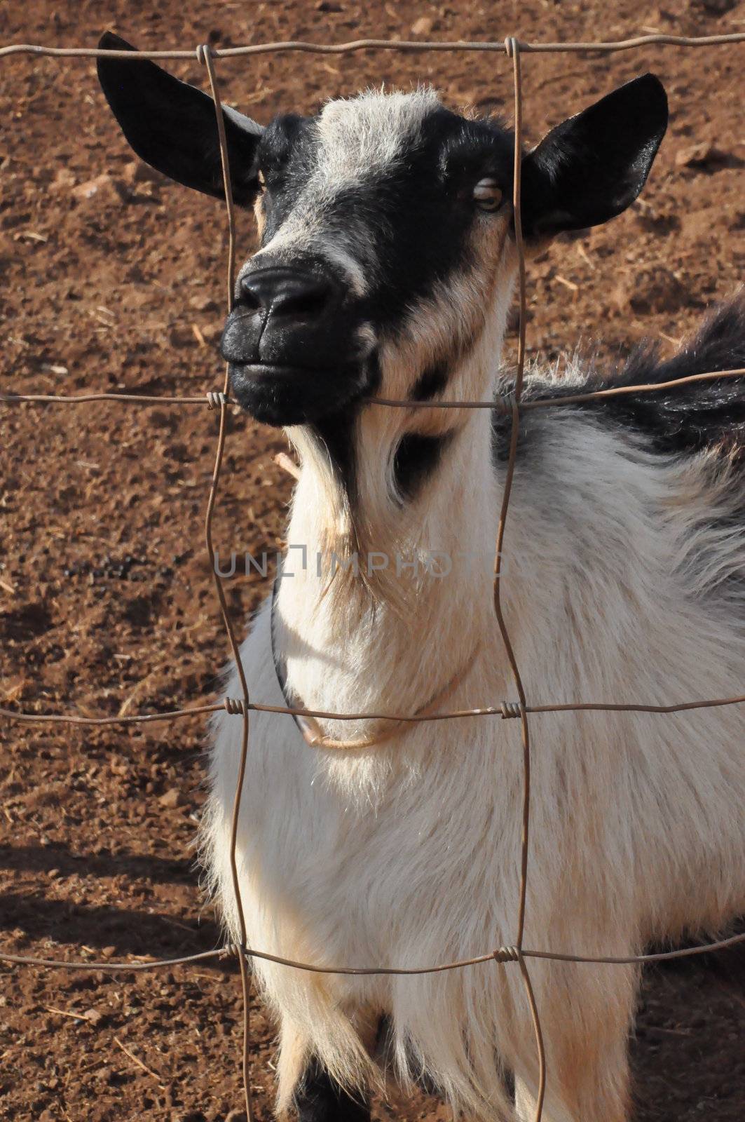 Goat on a Dairy Farm