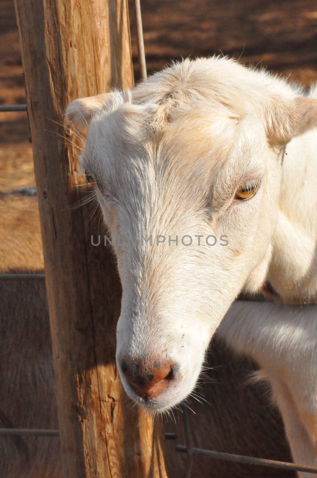 Goat on a Dairy Farm