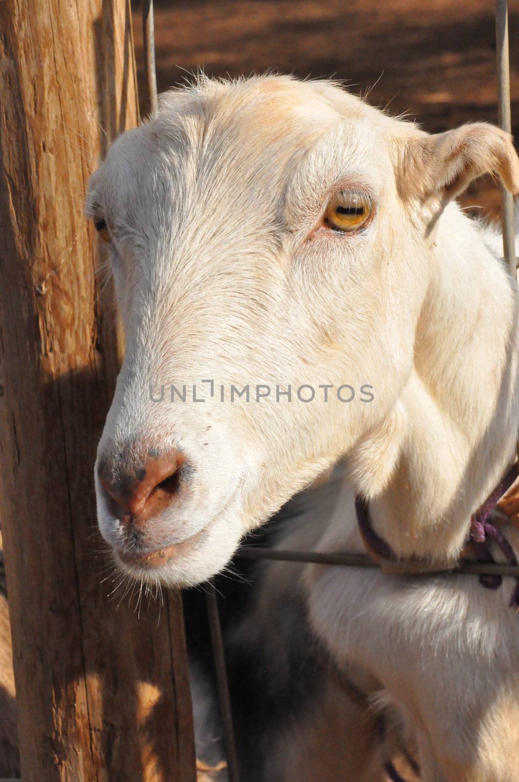 Goat on a Dairy Farm