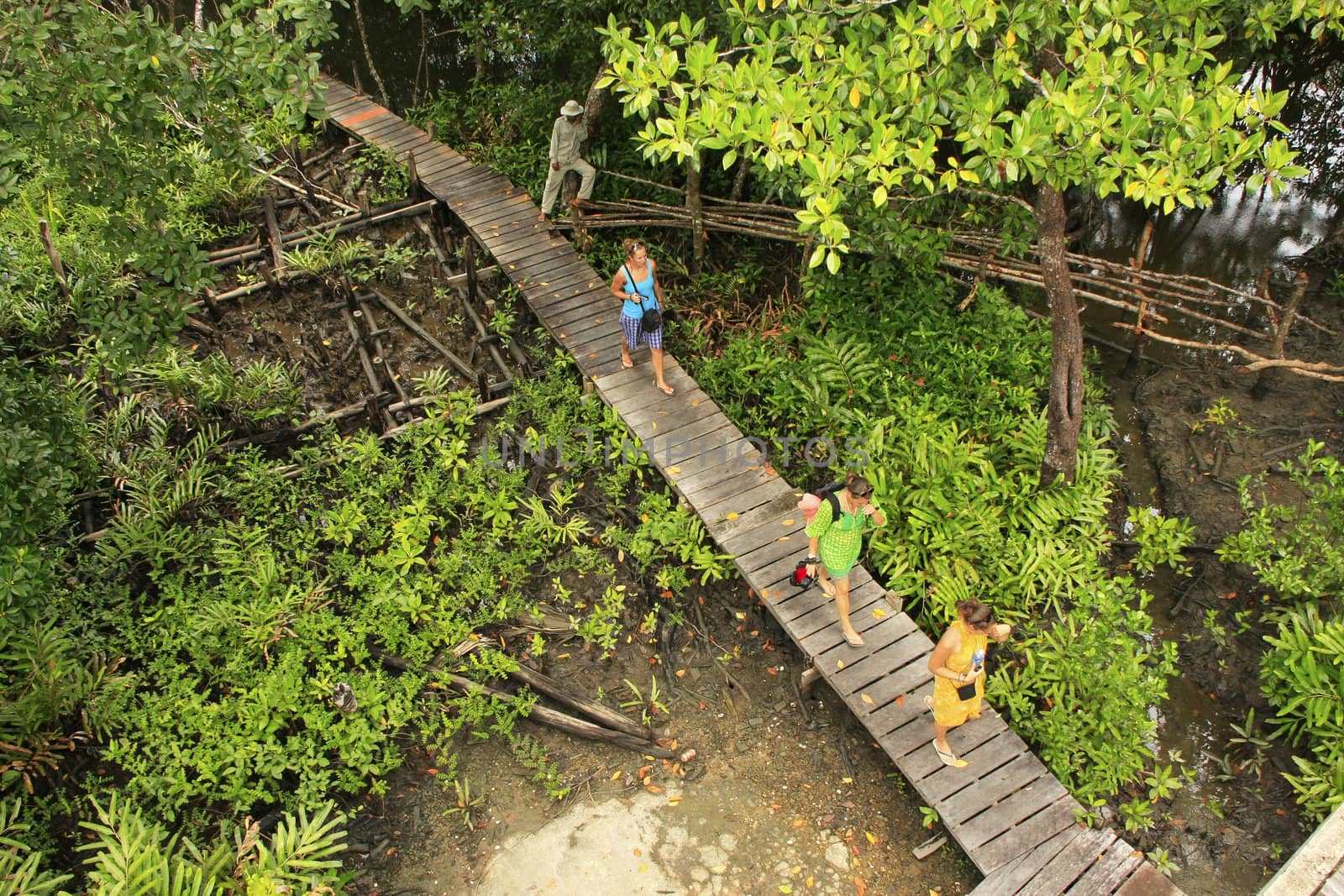 Wooden boardwalk in mangrove forest, Ream National Park, Cambodia, Southeast Asia