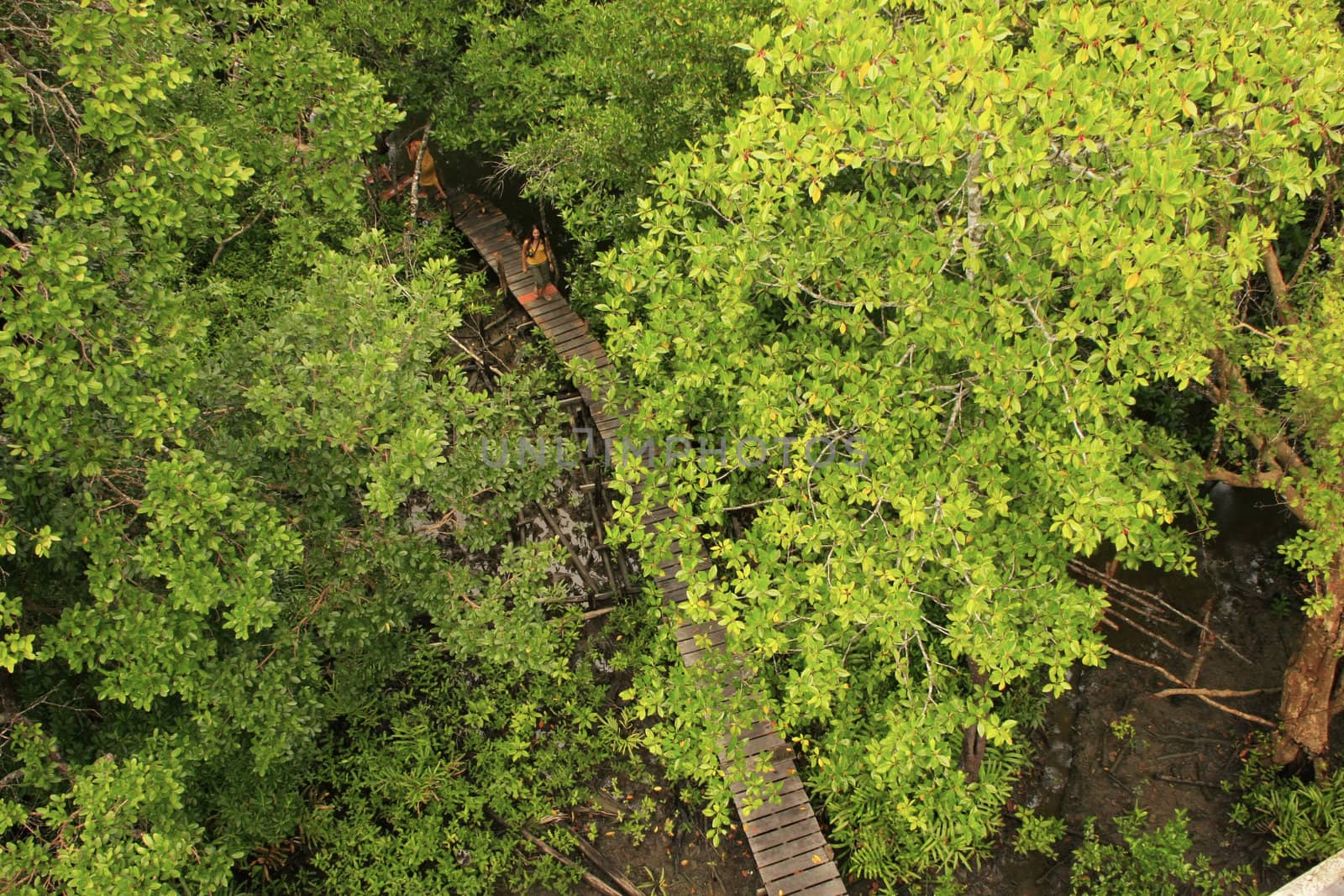 Wooden boardwalk in mangrove forest, Ream National Park, Cambodia, Southeast Asia