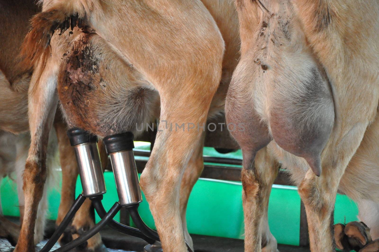 Goat on a Dairy Farm