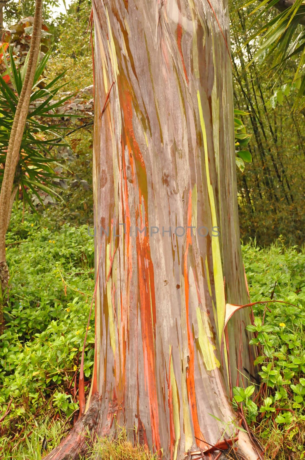 Rainbow Eucalyptus Tree