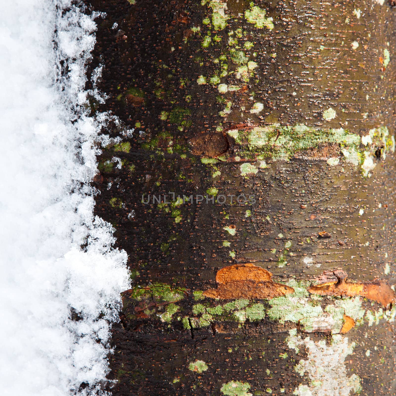 Wet tree trunk with melting snow on the side with a lot of texture