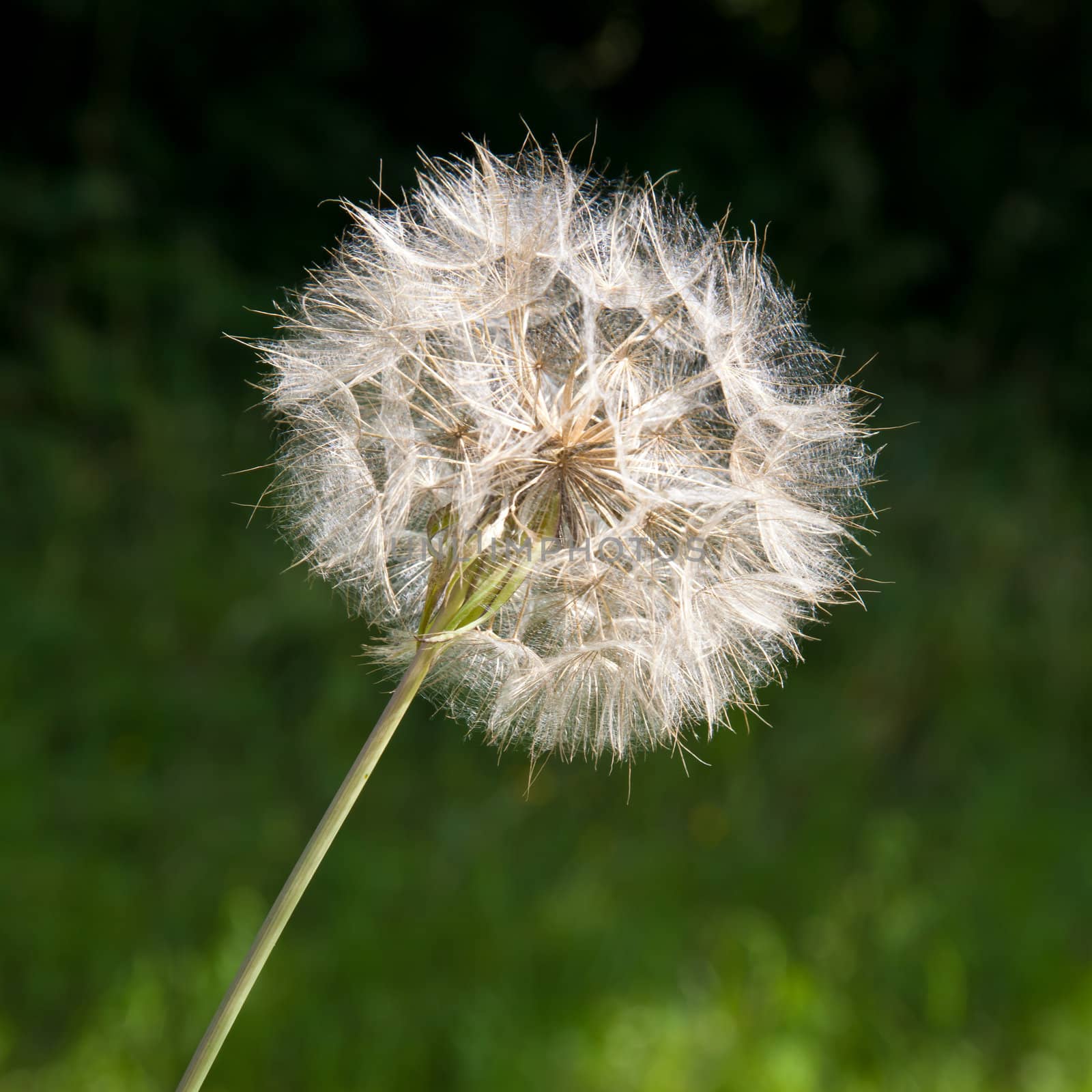 Lacy sparkling dandelion seed head on diagonal