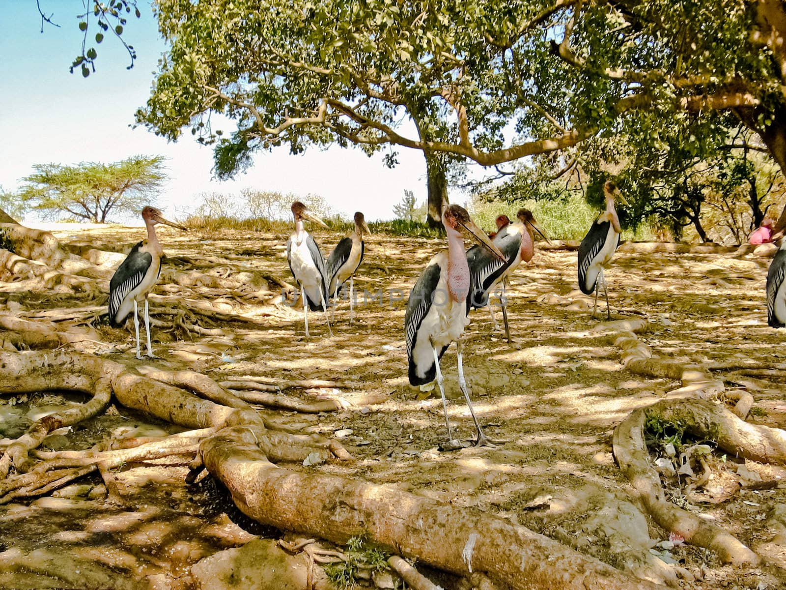 Marabou Storks gathered around the shores of Hawassa lake looking for leftover fish from the fishermen.