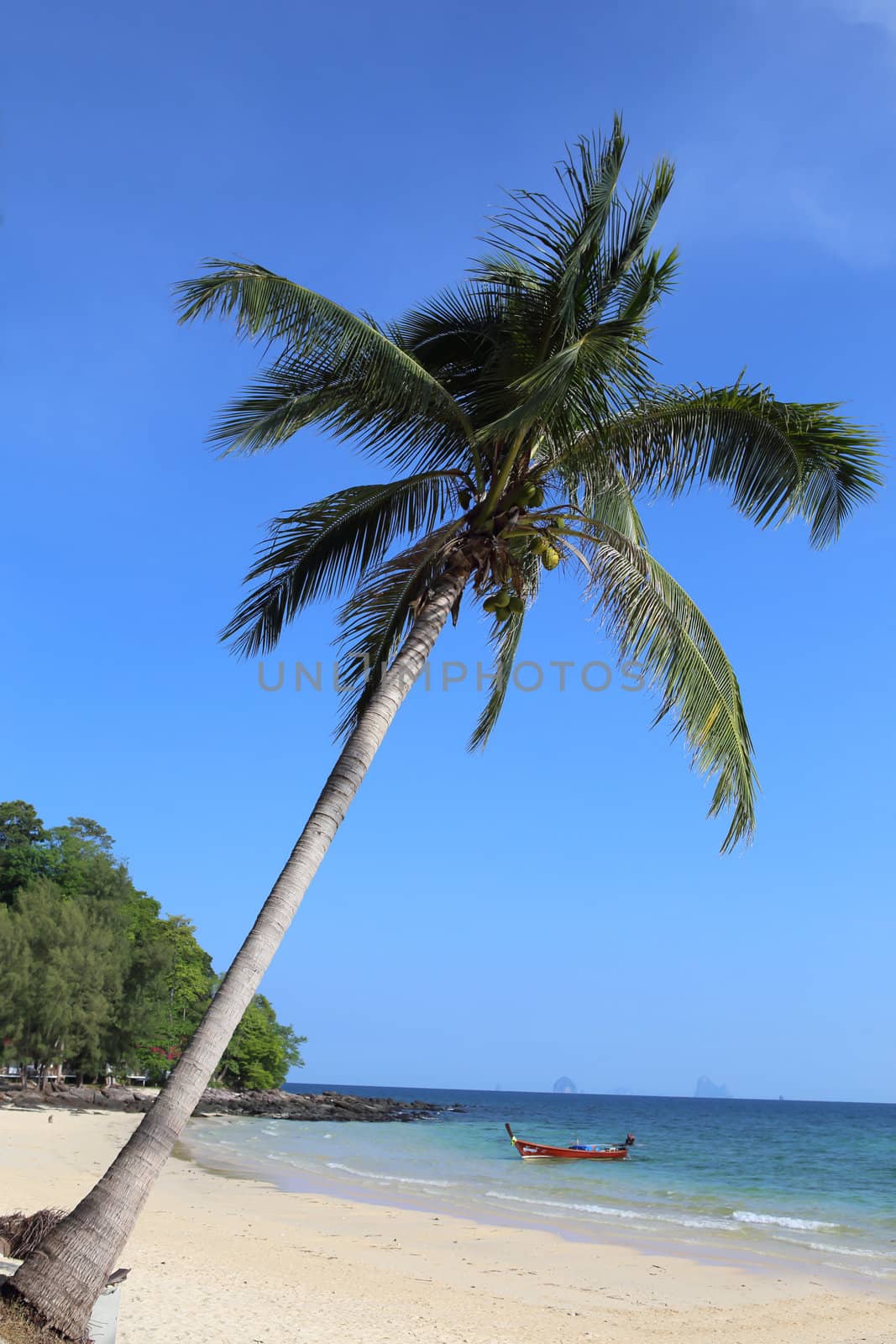 Coconut tree on blue sky by rufous