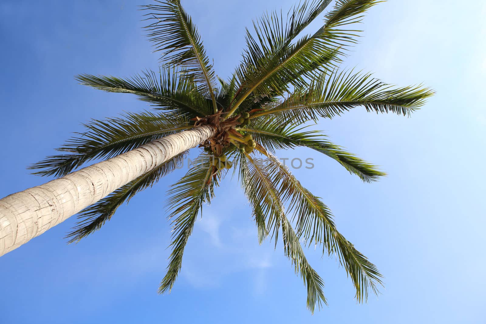 Coconut tree on blue sky by rufous