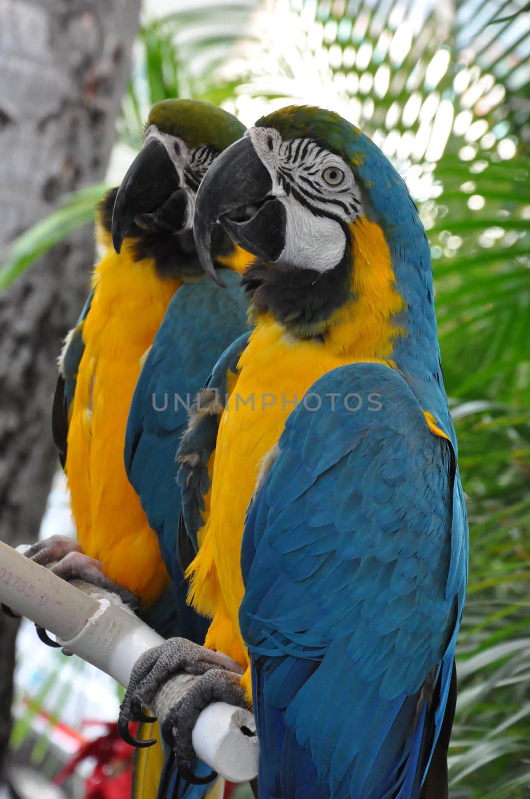Tropical Parrot