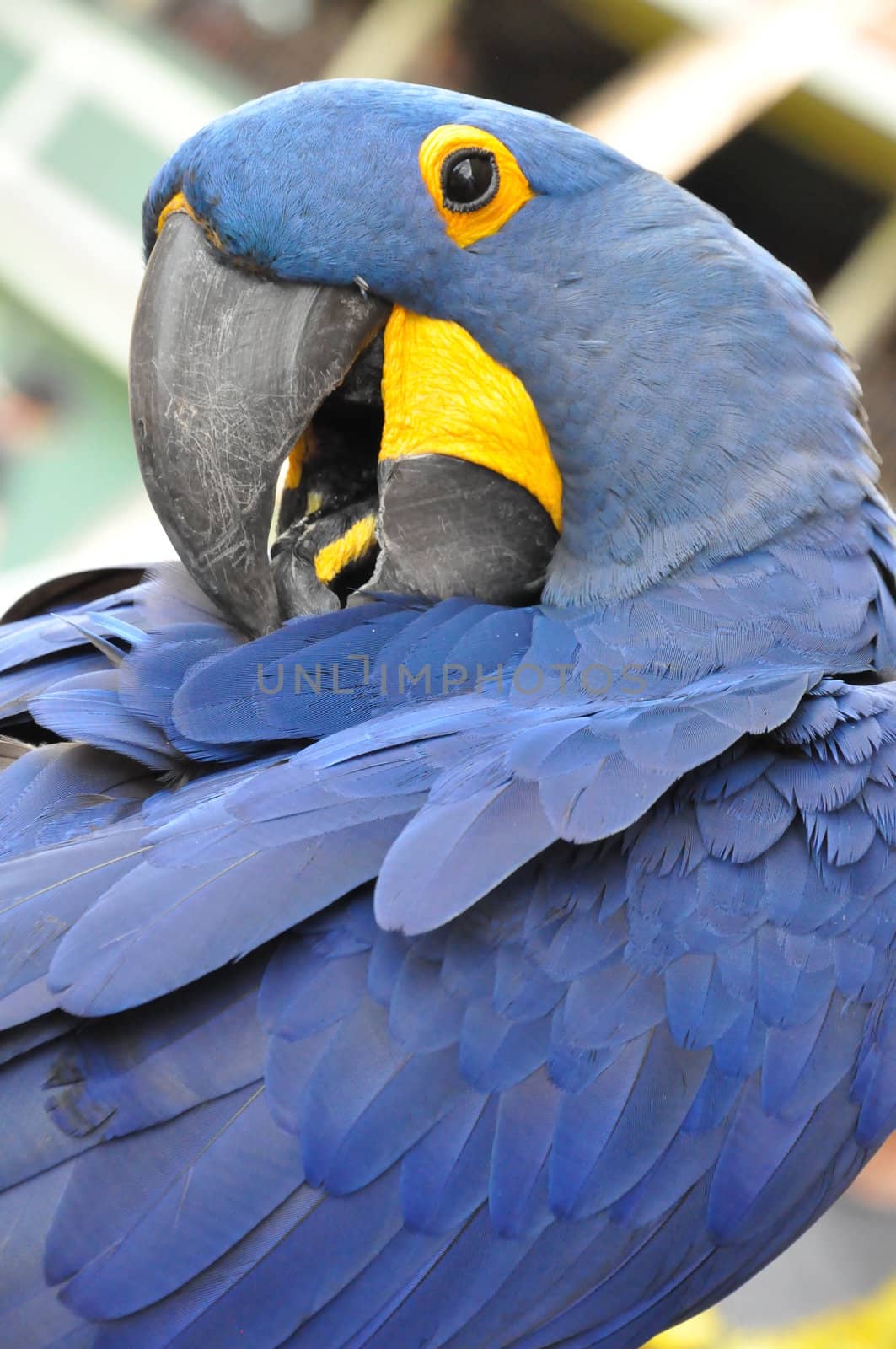 Parrot by sainaniritu