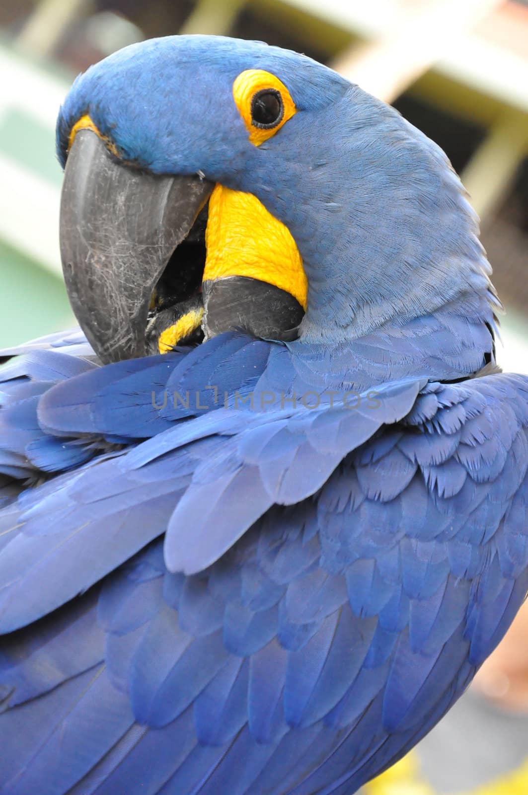 Parrot by sainaniritu