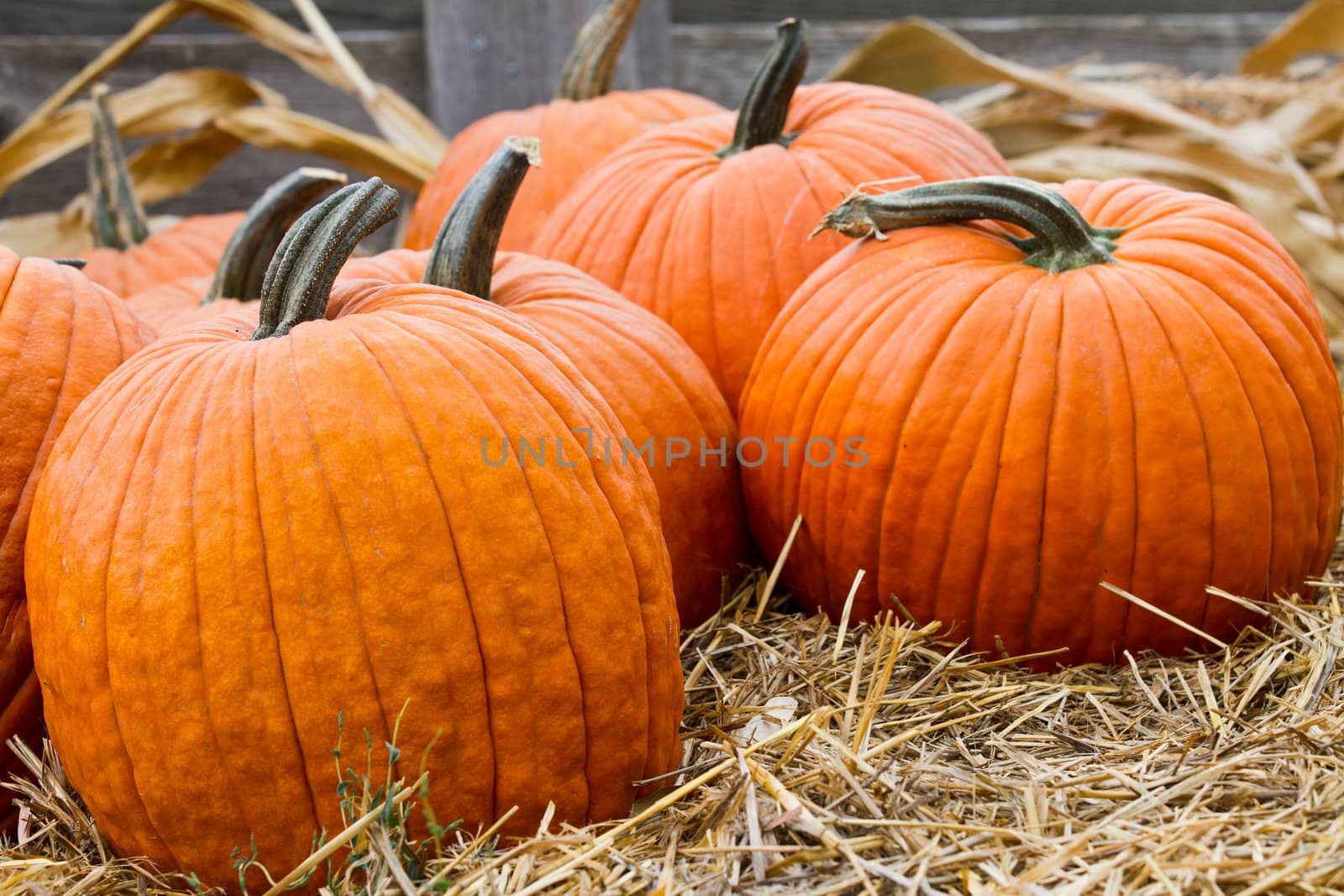 Orange uncarved pumpkins sitting on a bed of hay