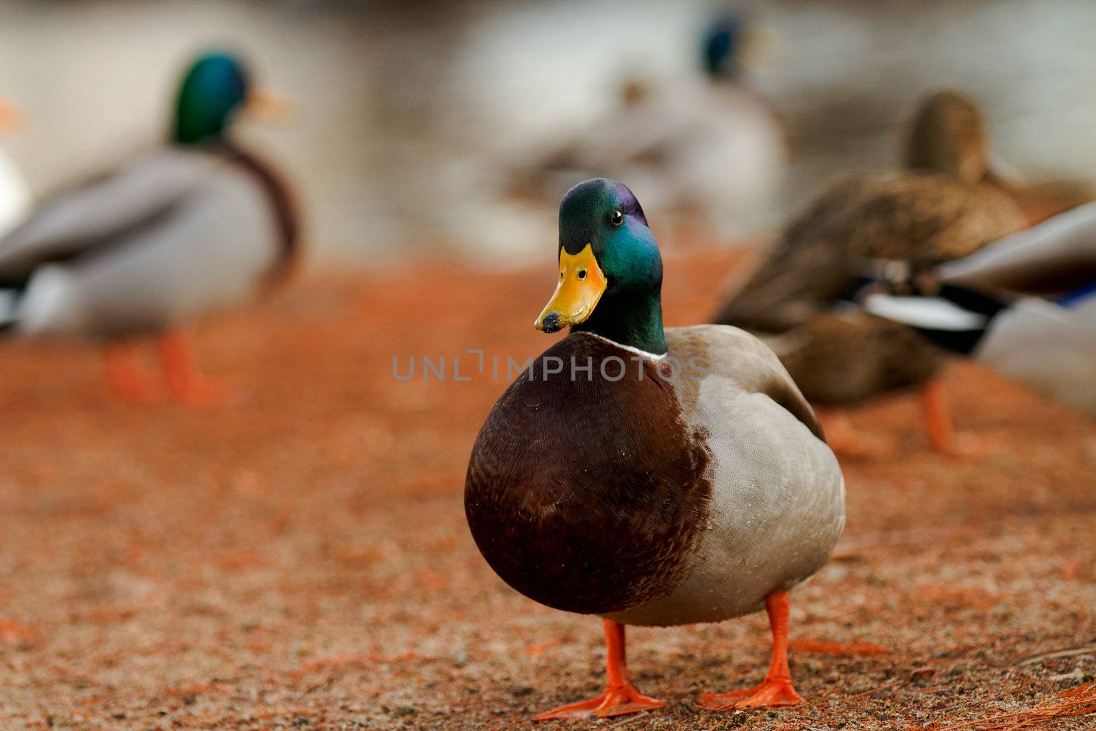 Mallard against a colorful orange background with fellow ducks. shallow depth of field