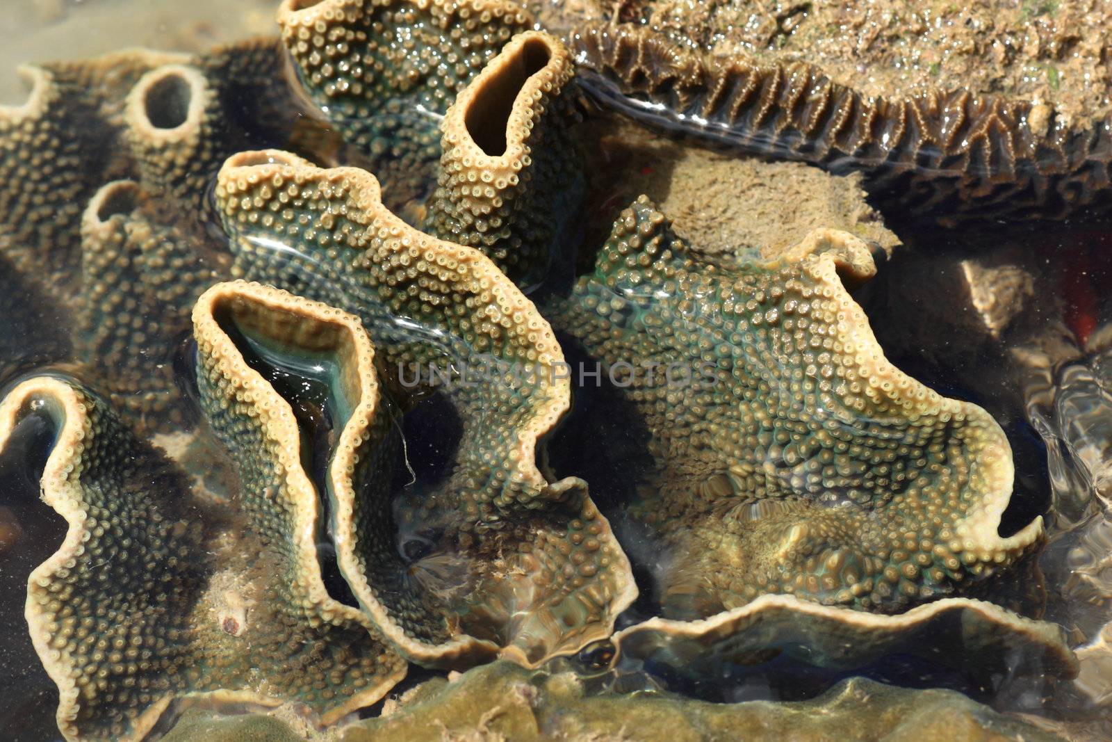 hard coral at low tide, thailand