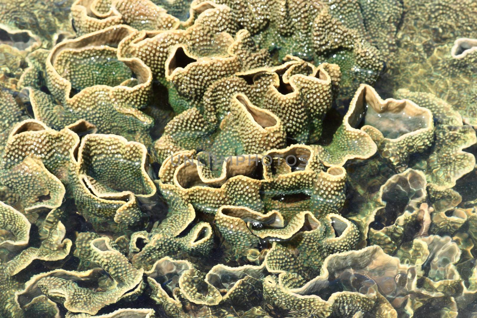 hard coral at low tide, thailand by rufous