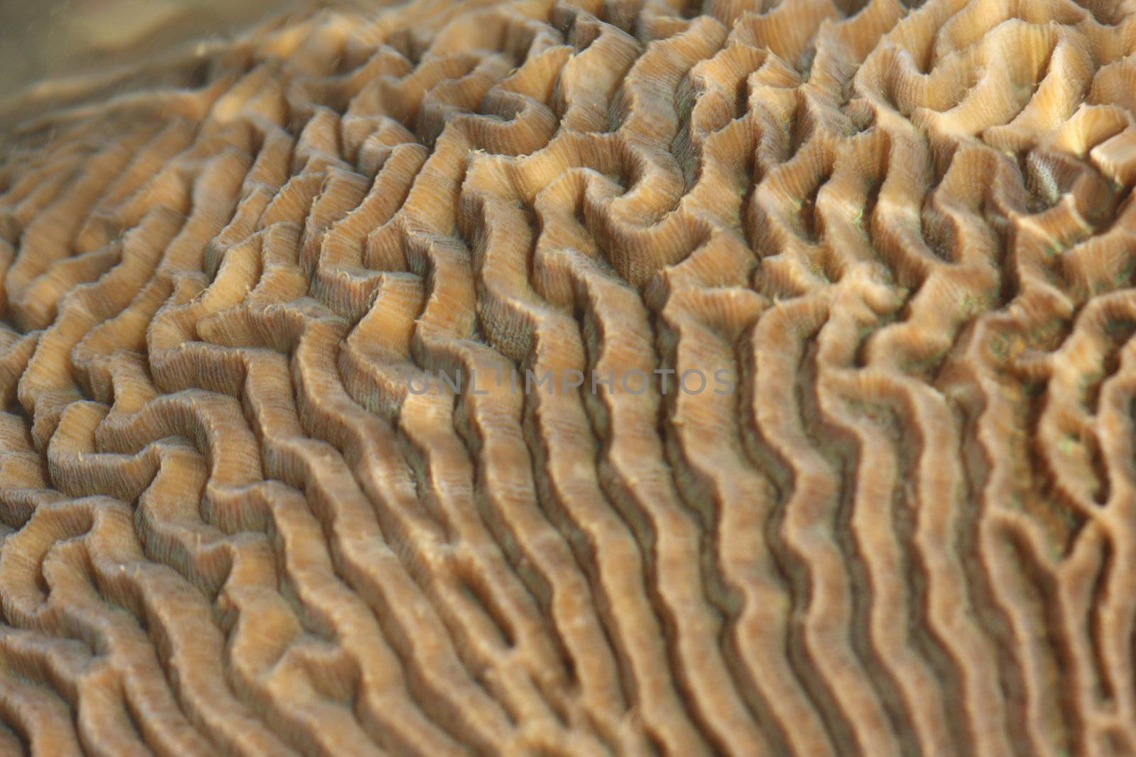 hard coral at low tide, thailand by rufous