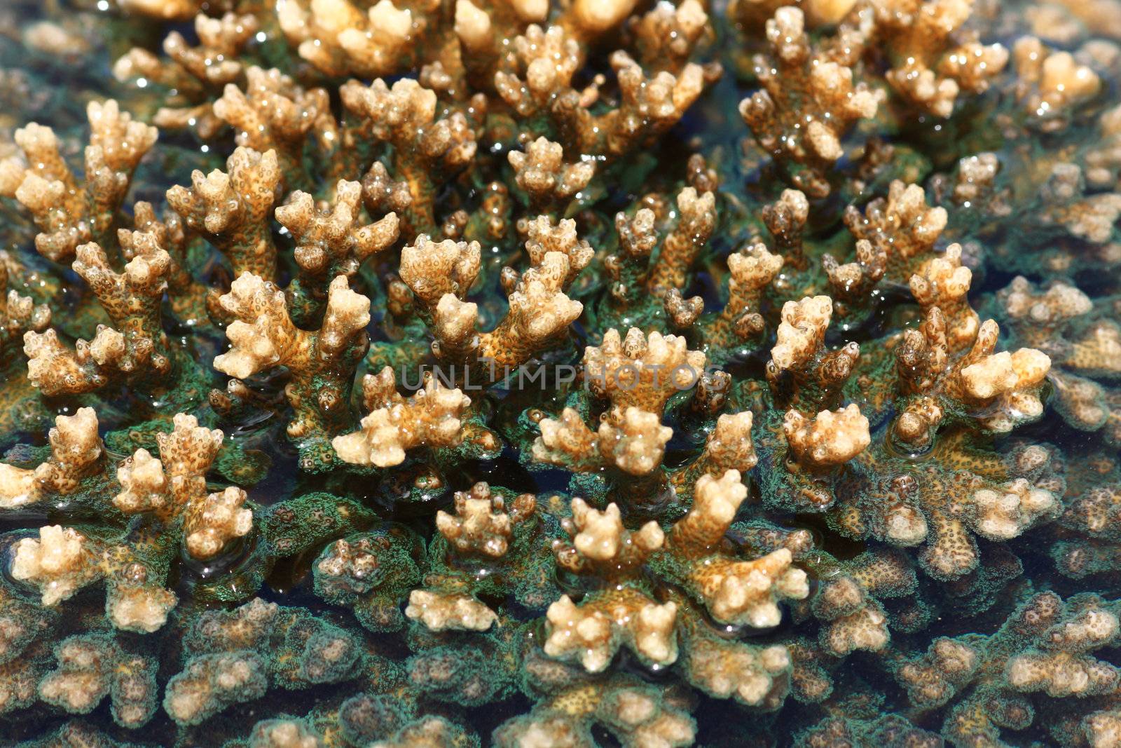 Coral flourishing under water by rufous