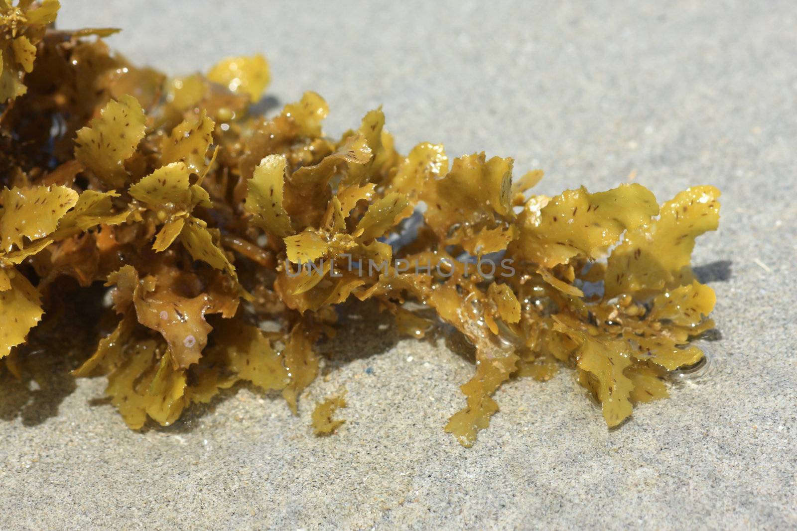 Alga on the beach of thailand by rufous