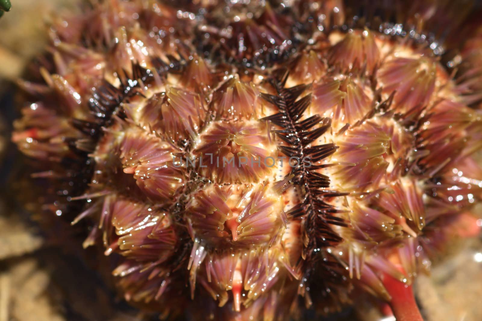 hard coral at low tide, thailand