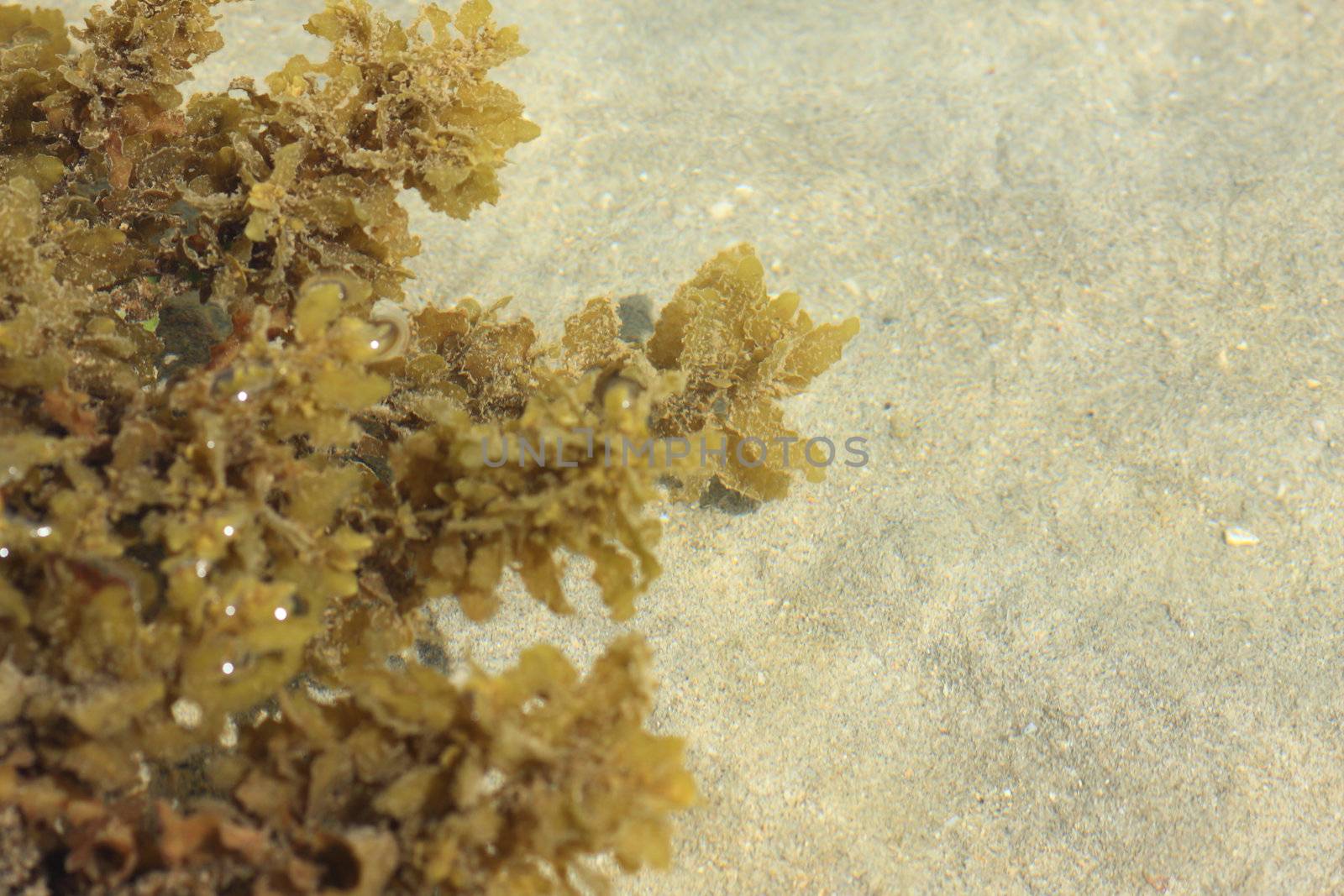 Alga on the beach of thailand