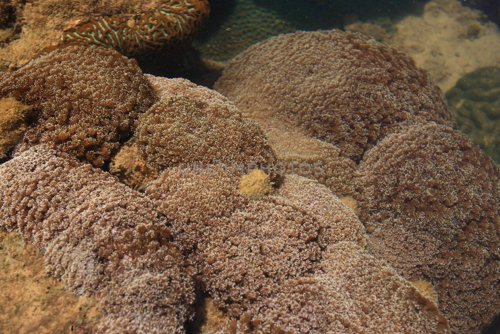 Corals in shallow waters during low tide off the coast  , Thaila by rufous