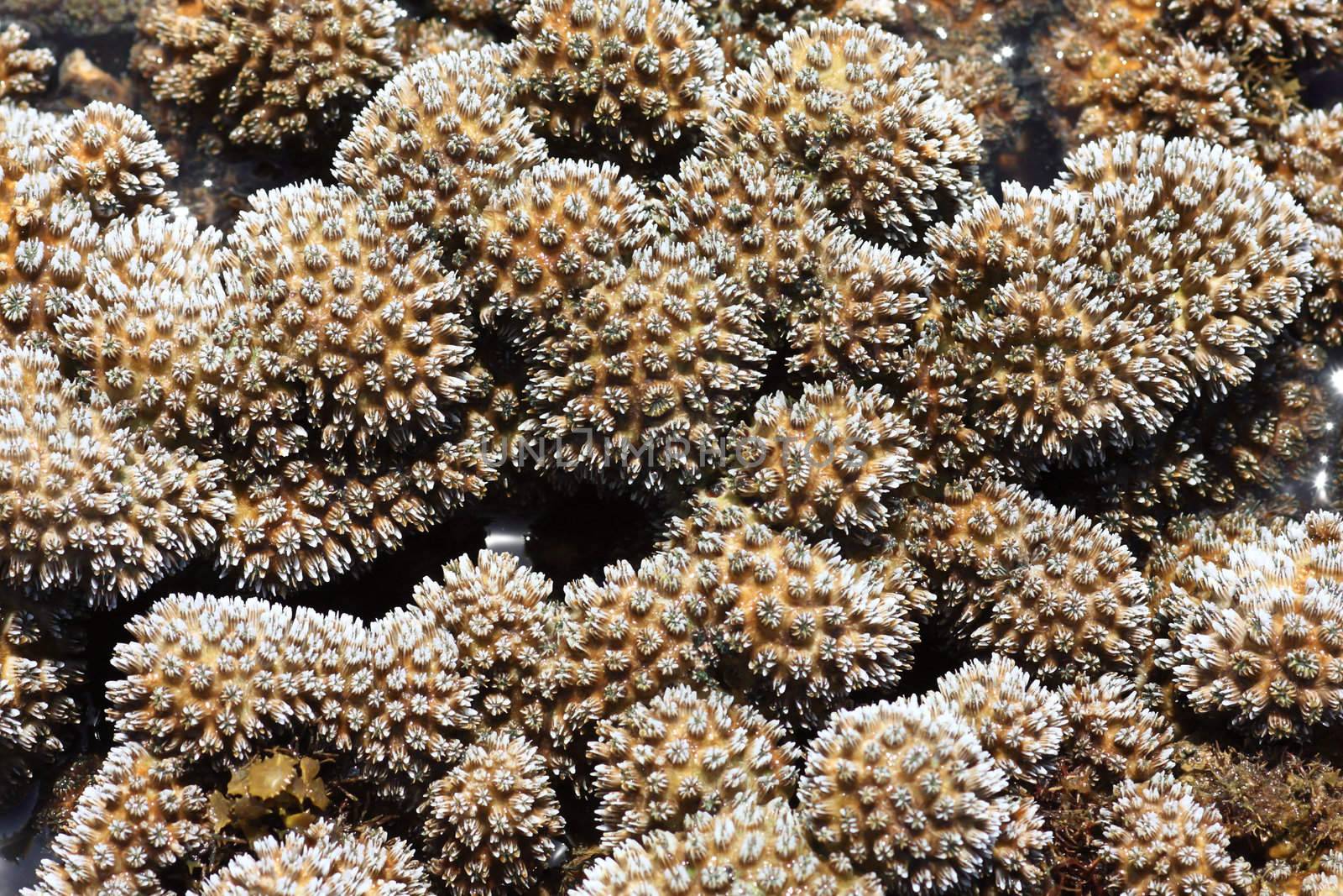 Corals in shallow waters during low tide off the coast  , Thailand