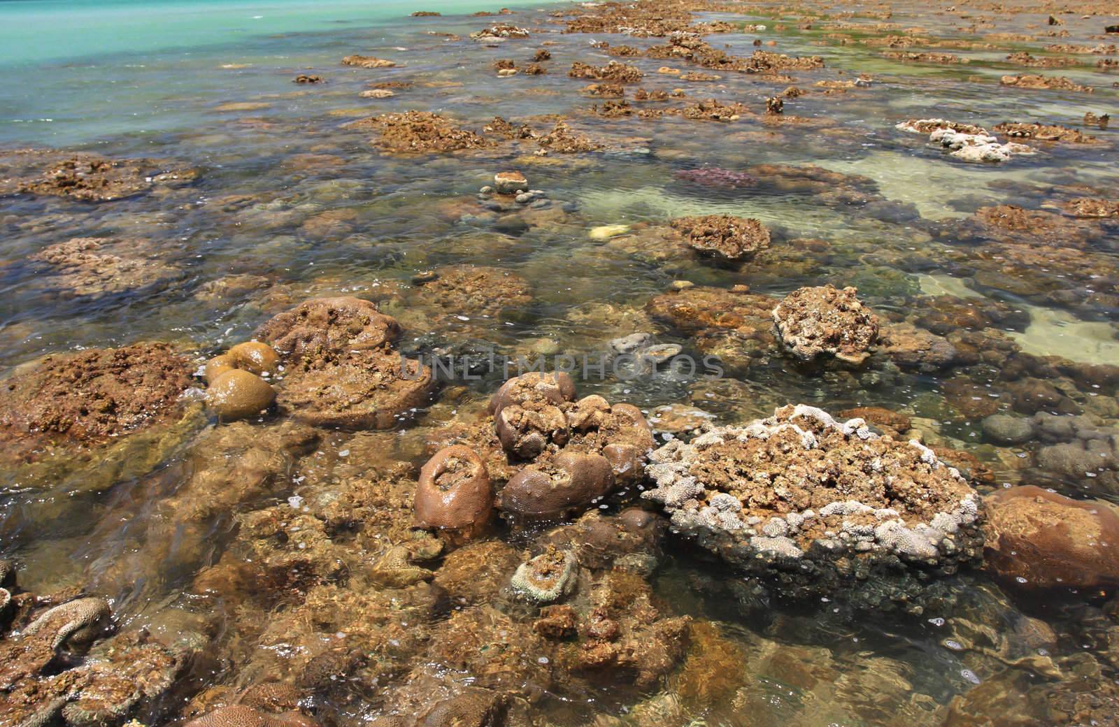 Corals in shallow waters during low tide off the coast  , Thailand