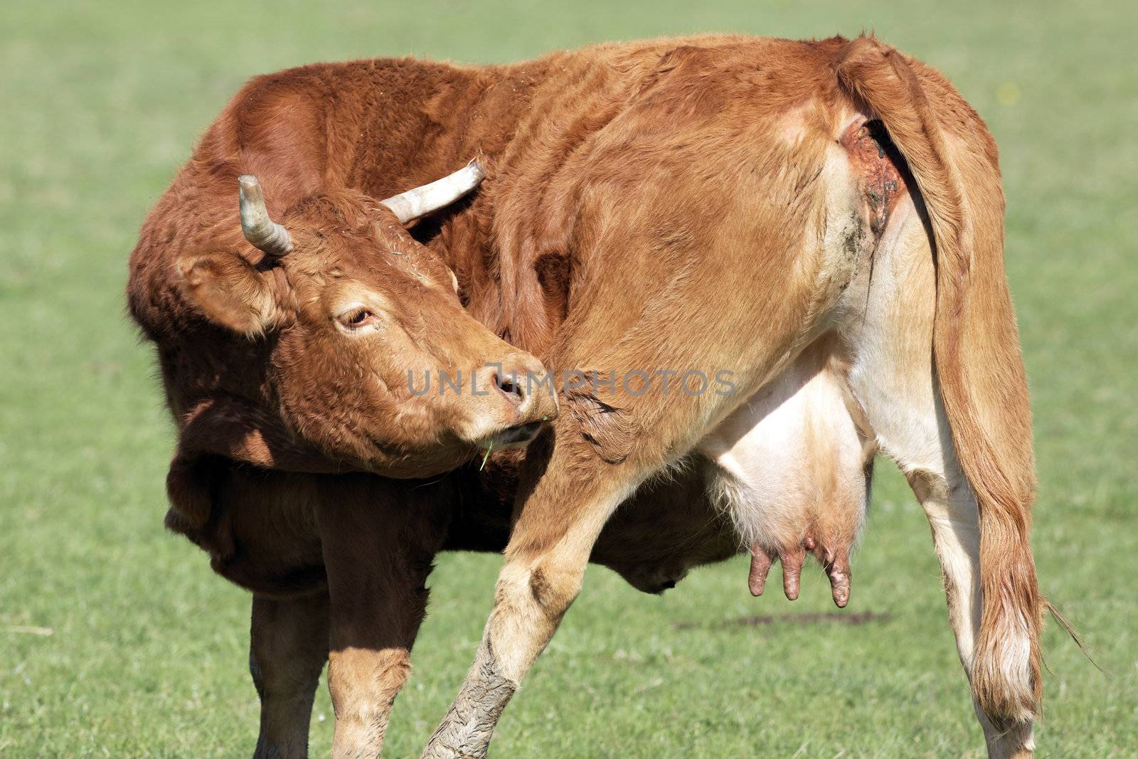 brown cow on green grass in summer