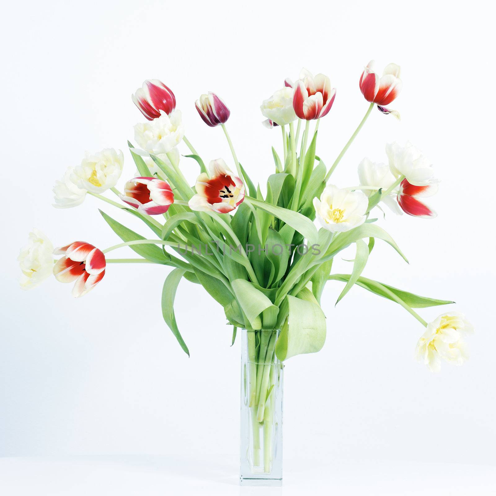 Beautiful red and yellow tulips on white background