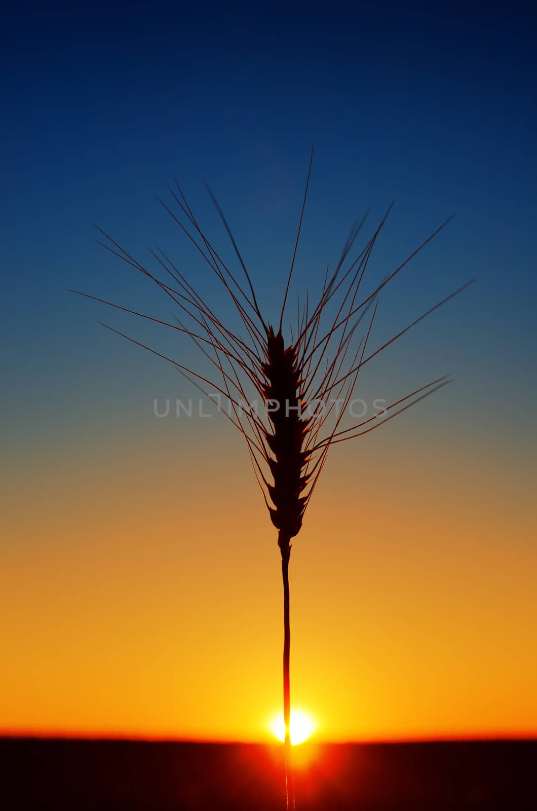 ears of wheat and sunset by mycola