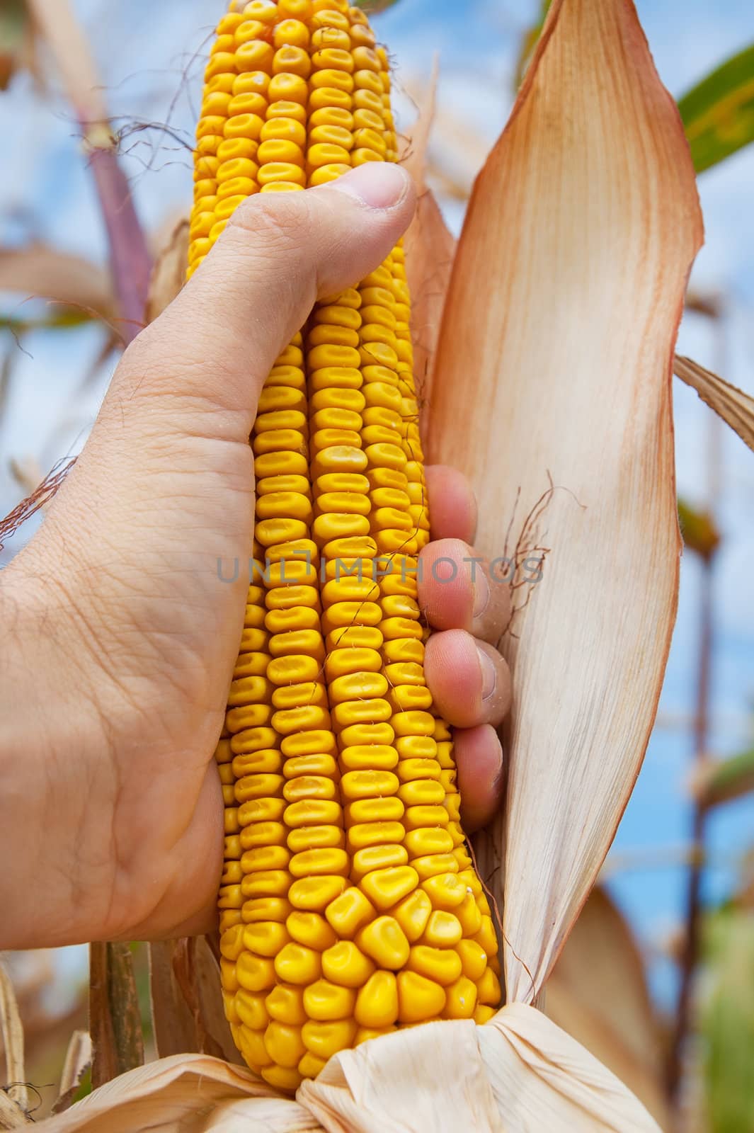 corn field in hand at harvest time