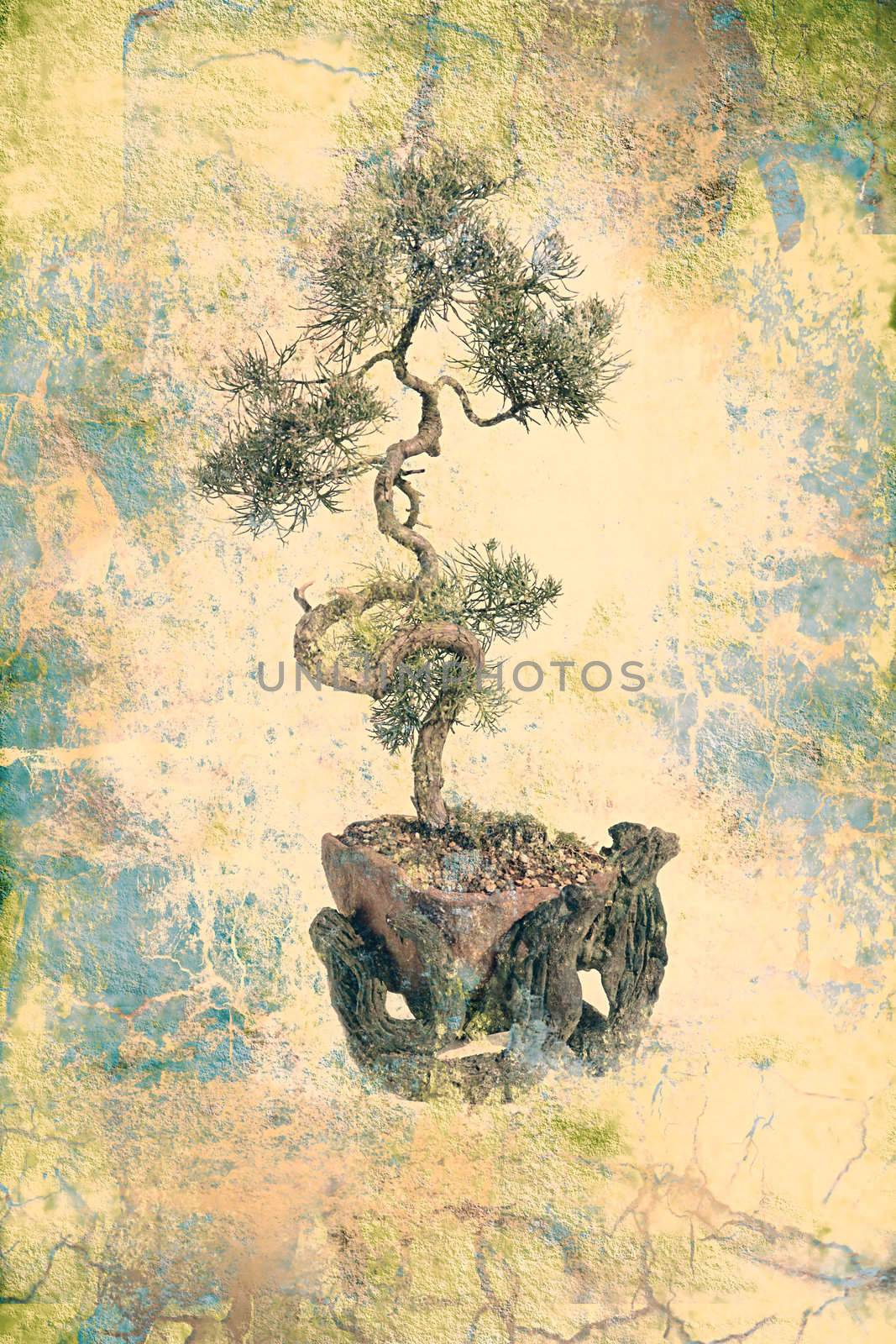 juniper bonsai in old parchment texture