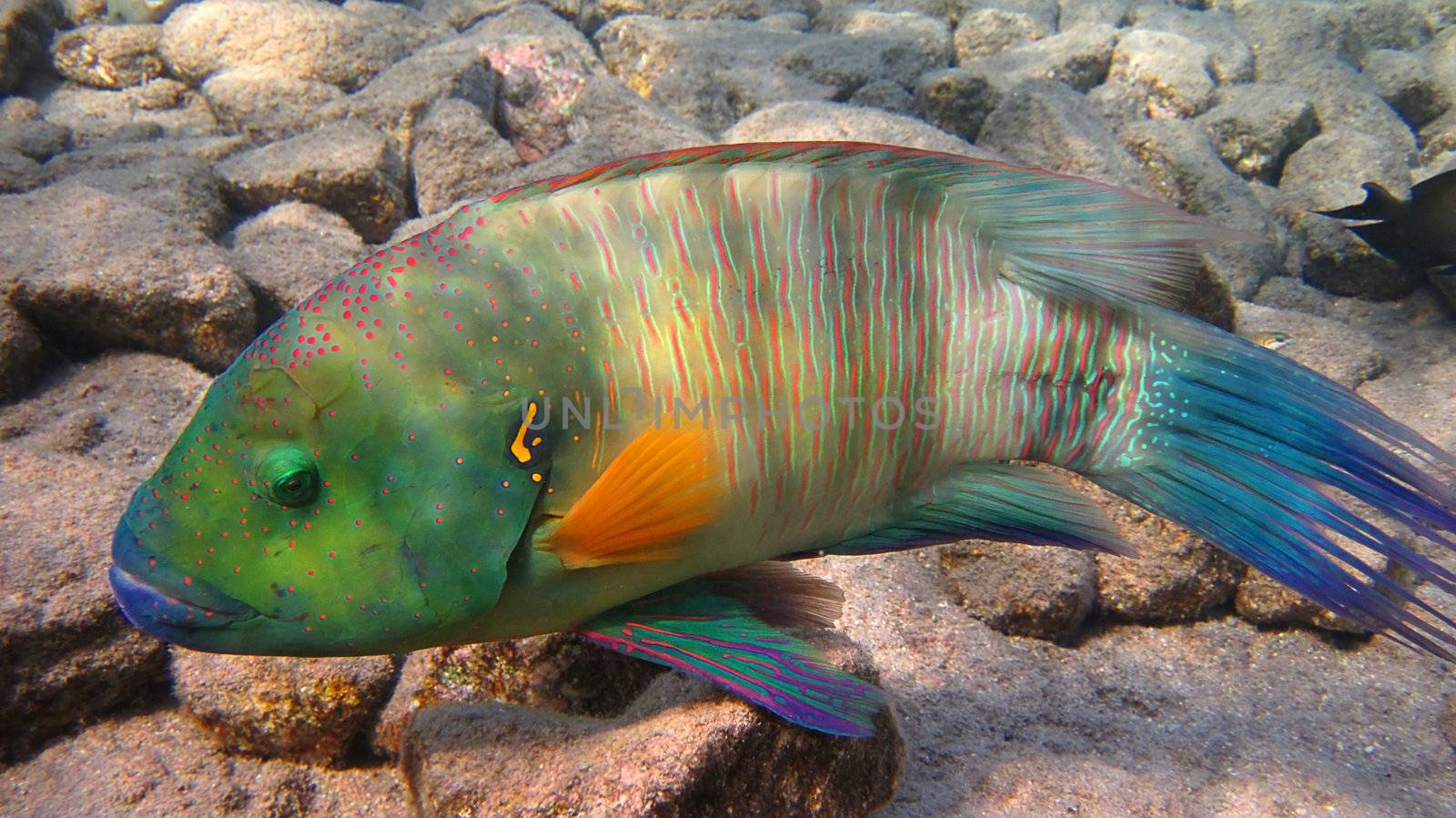 Broomtail Wrasse fish living on the coral reef in the Red Sea