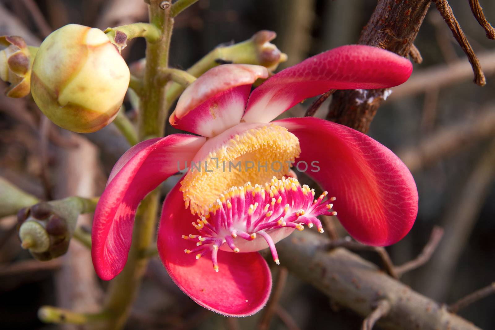 Cannonball Tree Fragrant Flower Bloom