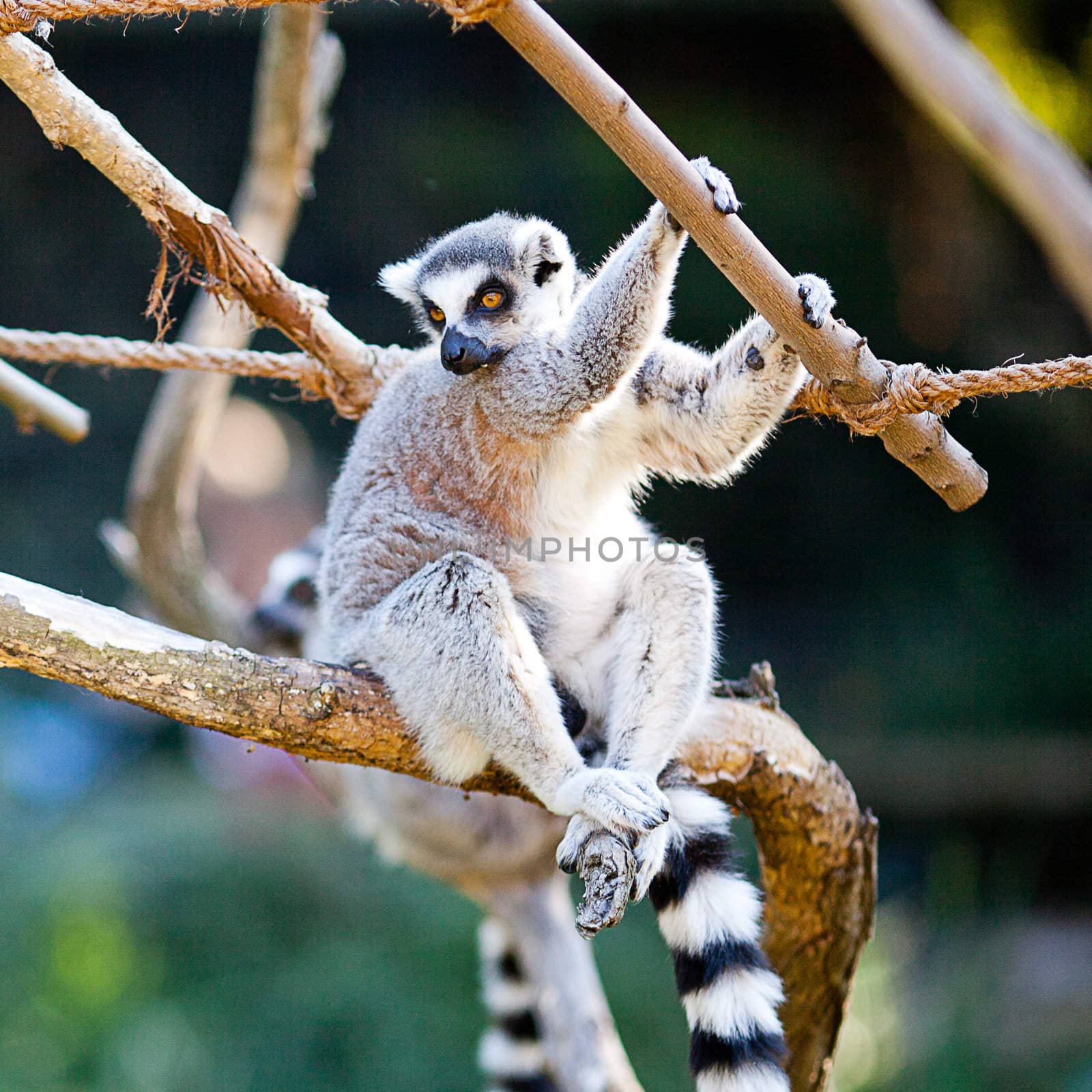 lemur sitting on the branches at the zoo by jannyjus