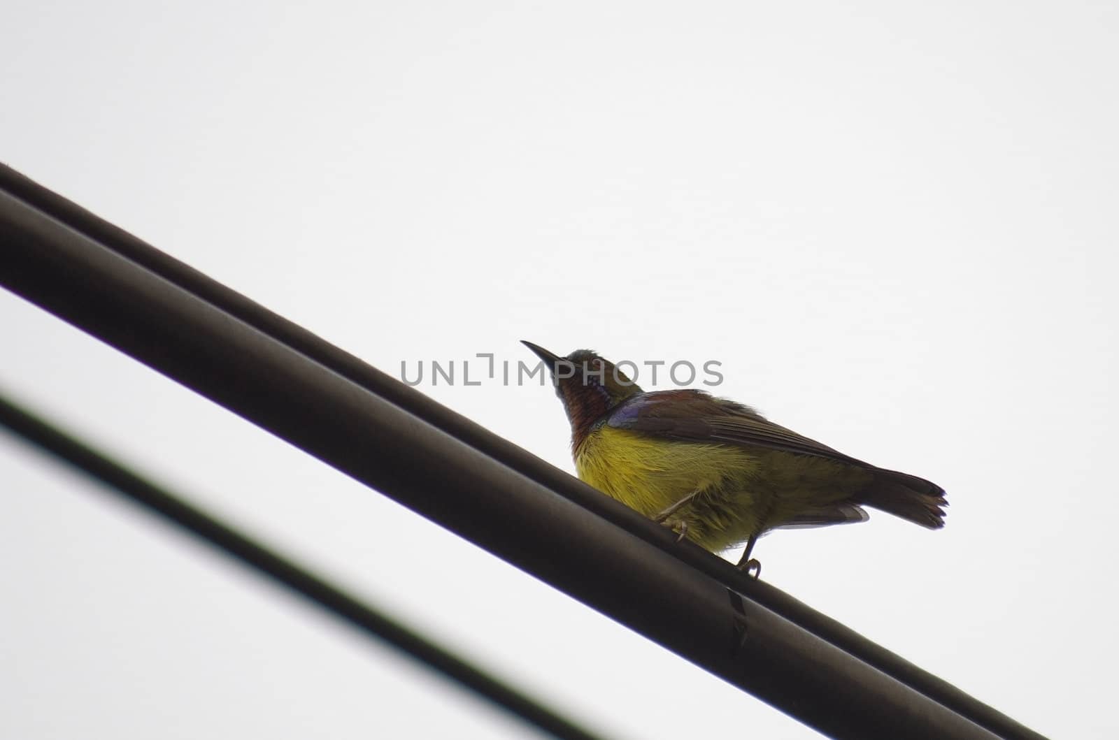 Olive-backed sunbird live in city