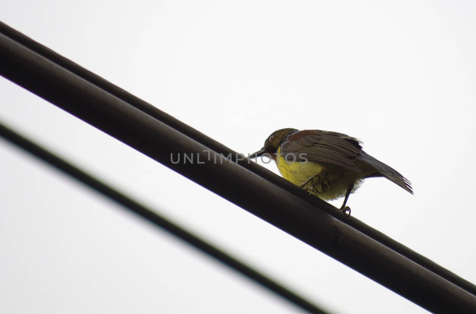 Olive-backed Sunbird by BeeManGuitarRa