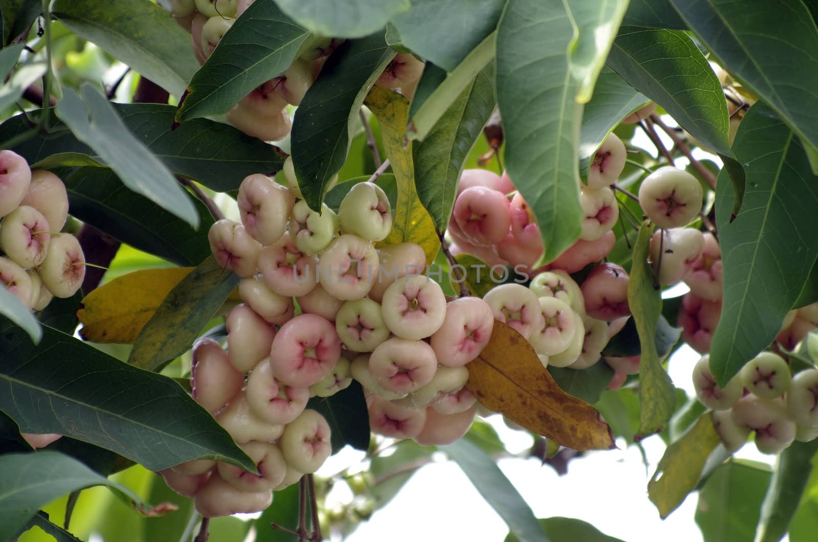 Syzygium Samangense Asia Fruit