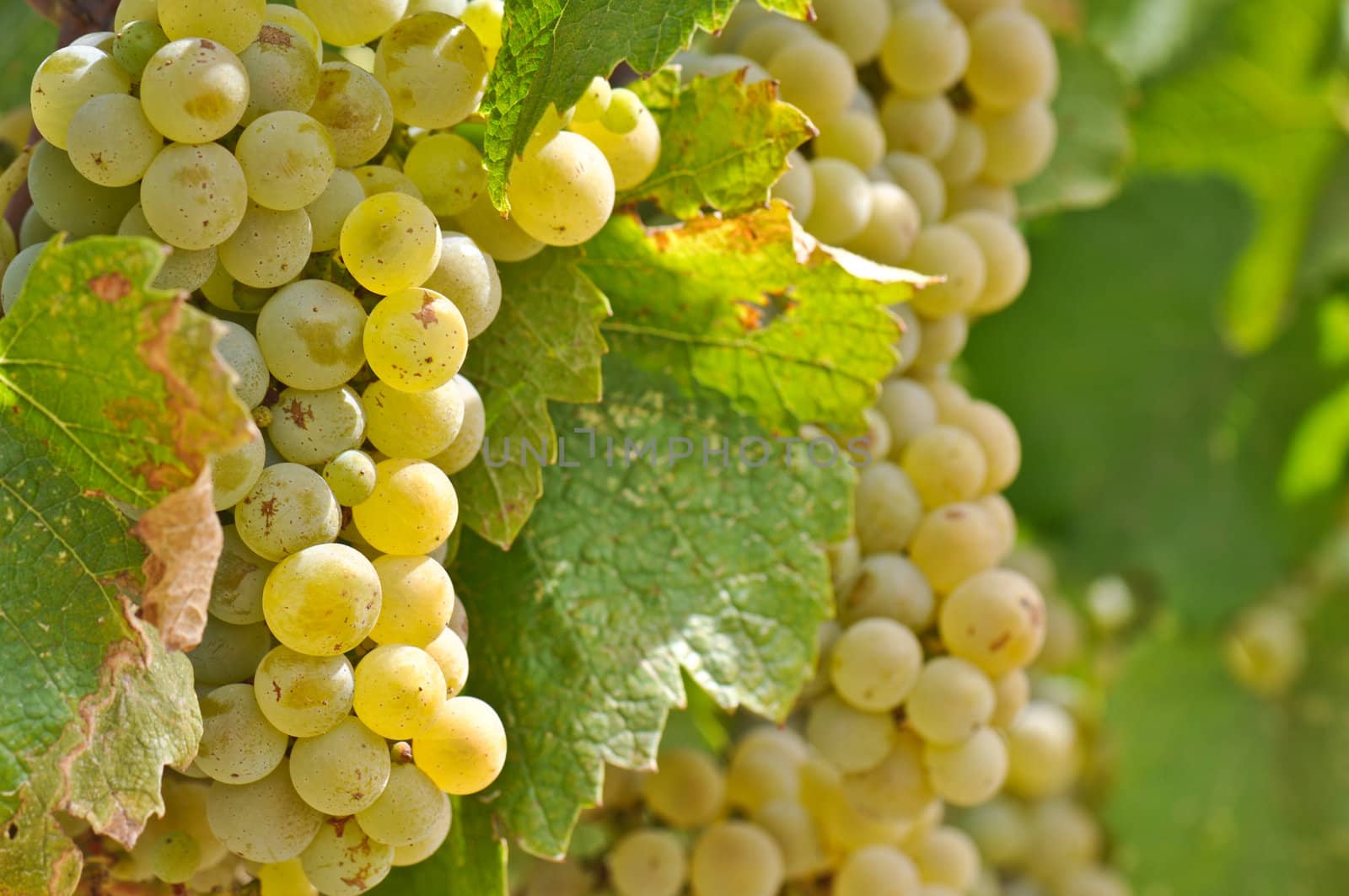 Chardonnay Grapes Close Up